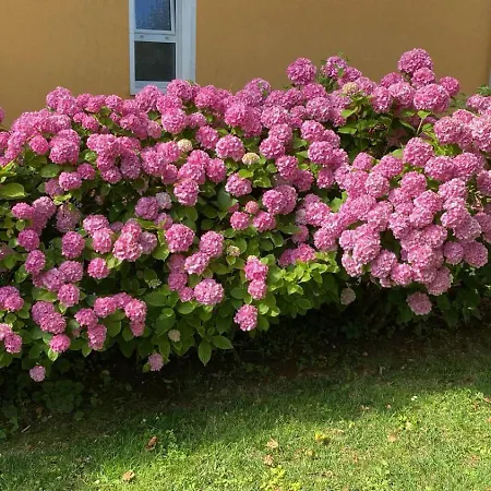 Residenza Viel